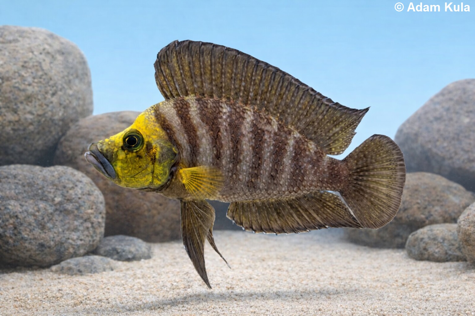 altolamprologus GH1.jpg