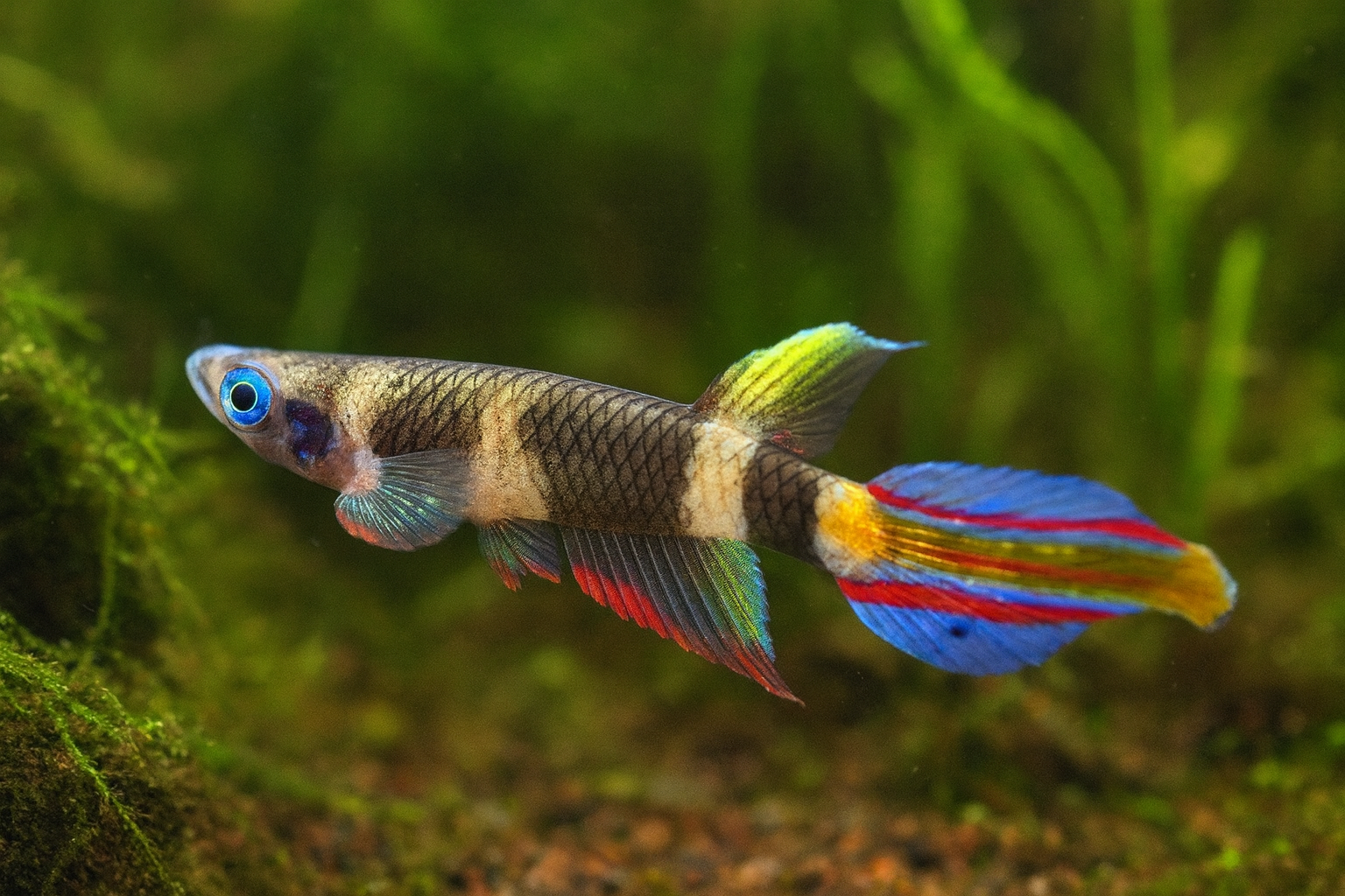 epiplatys annulatus.png