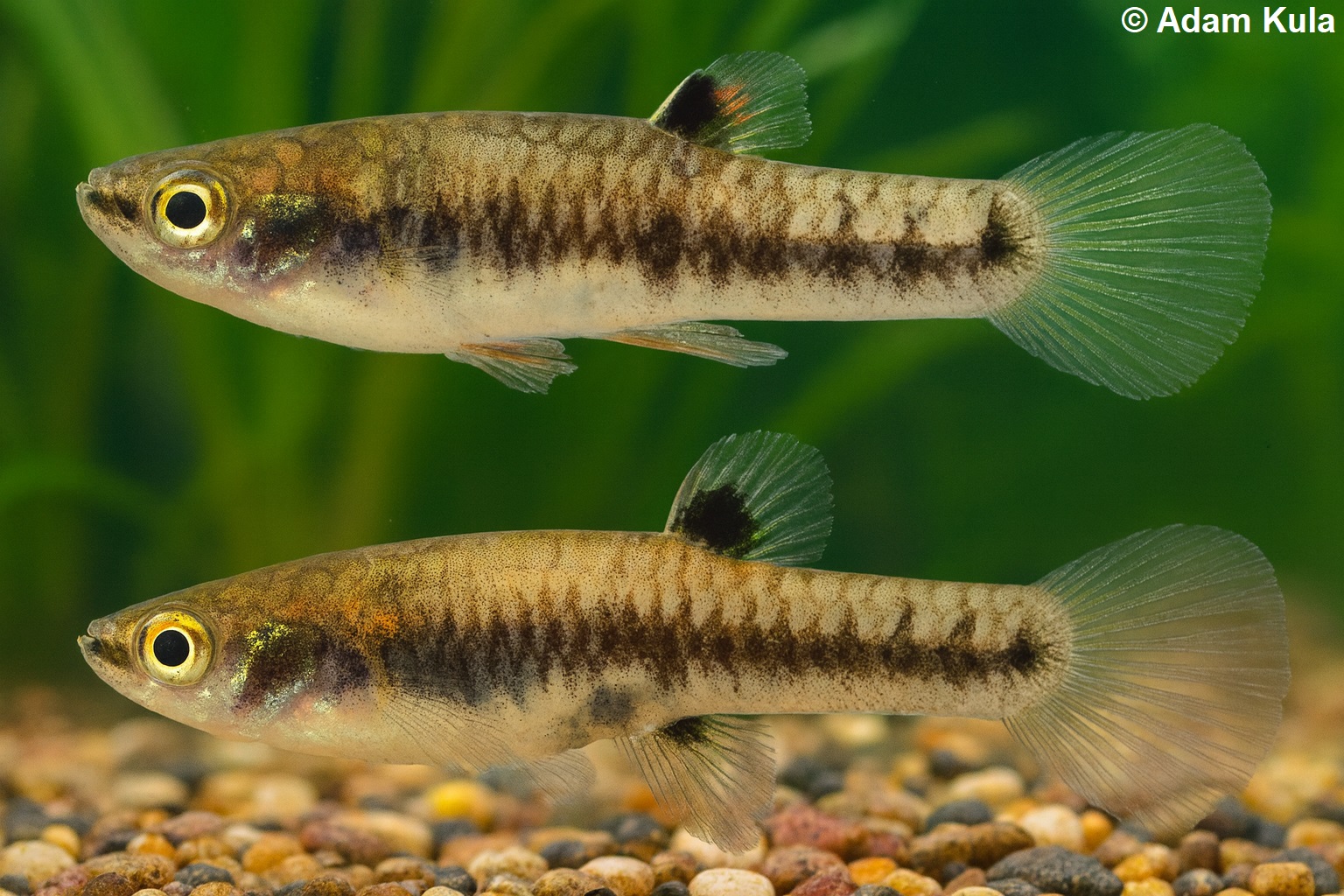 heterandria formosa1.jpg